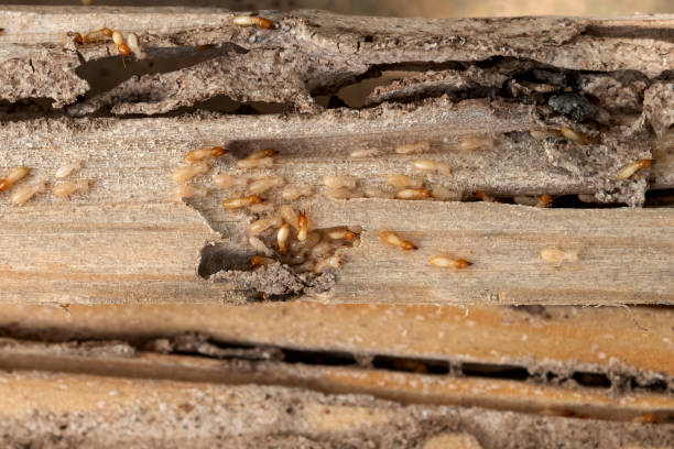Trusted Mantua, VA Pest Control Experts