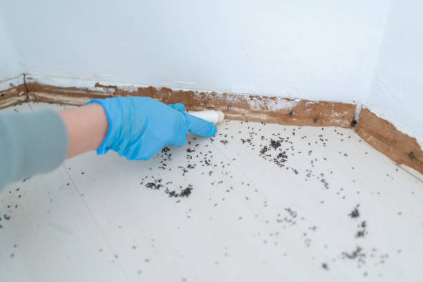 Best Ant Control Services  in Mantua, VA